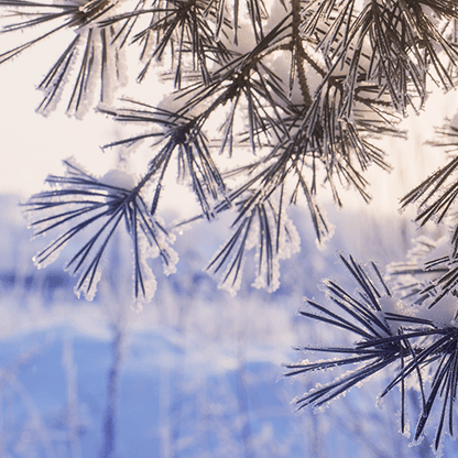 Naturreine Winterdüfte im Aroma Duftset