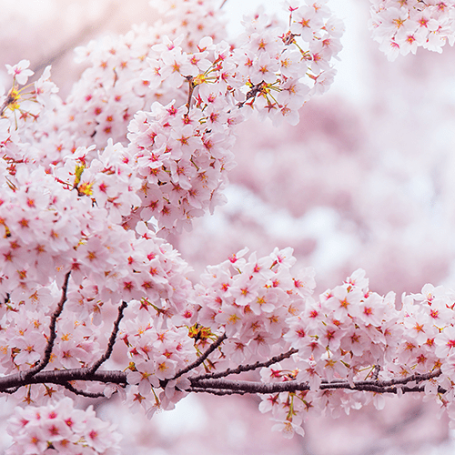 Japanische Blüte Handgemachte Seife